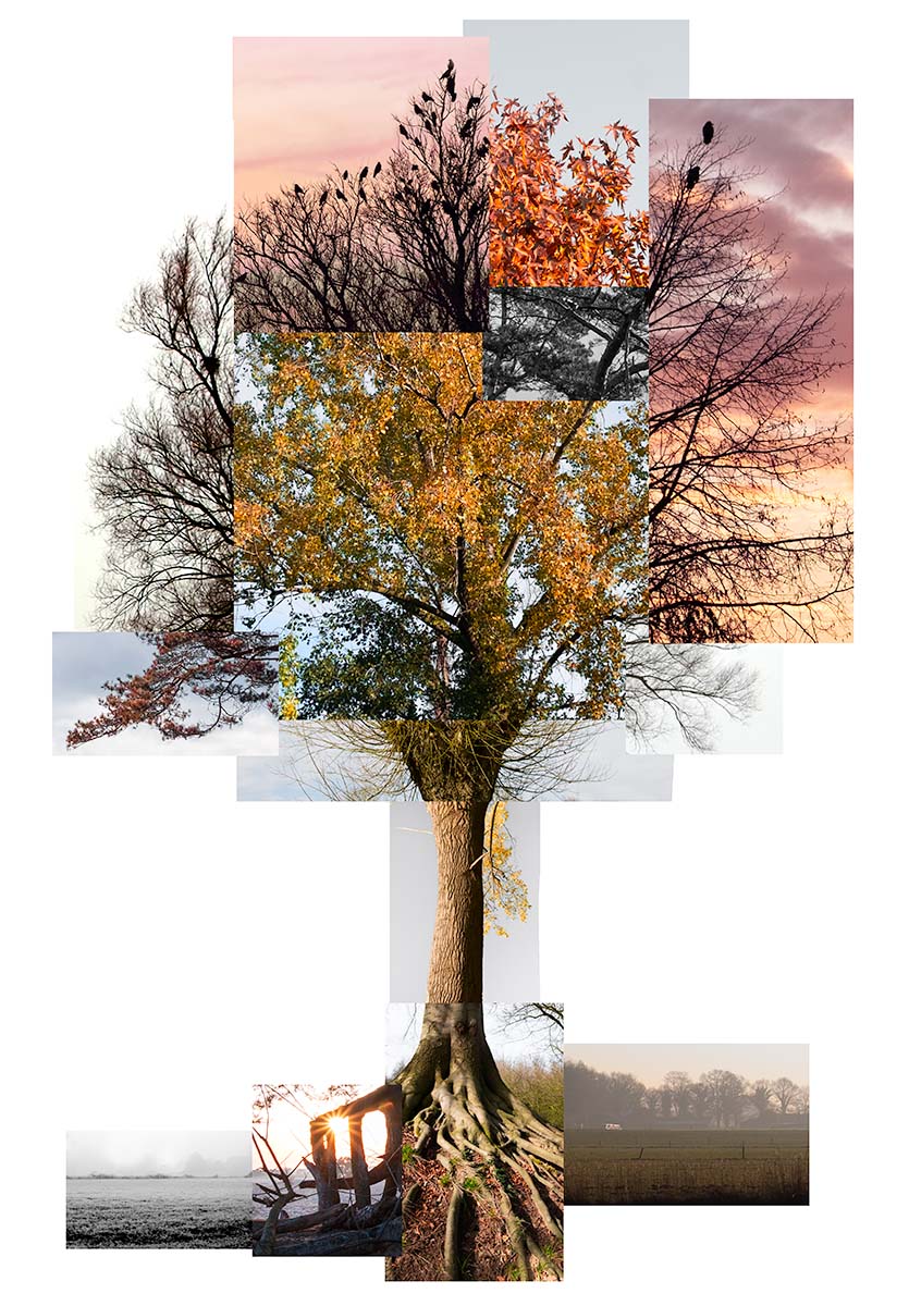 tree2_subjective_truth_Annemieke_Tonnaer_photography_870x1250