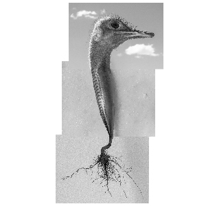 twilightlines-Annemieke-Tonnnaer-photography-300x300 v2